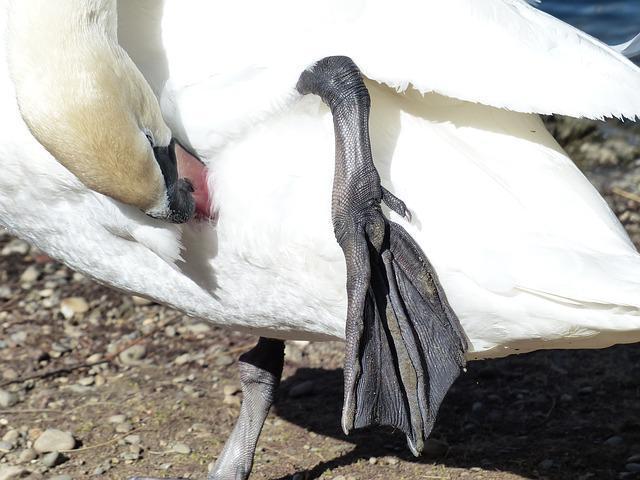 schwan